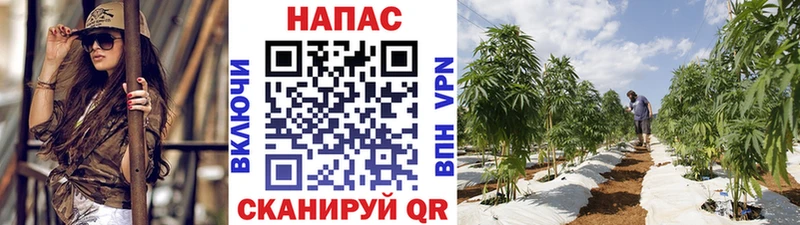 Бошки Шишки гибрид  что такое наркотик  Шахунья 